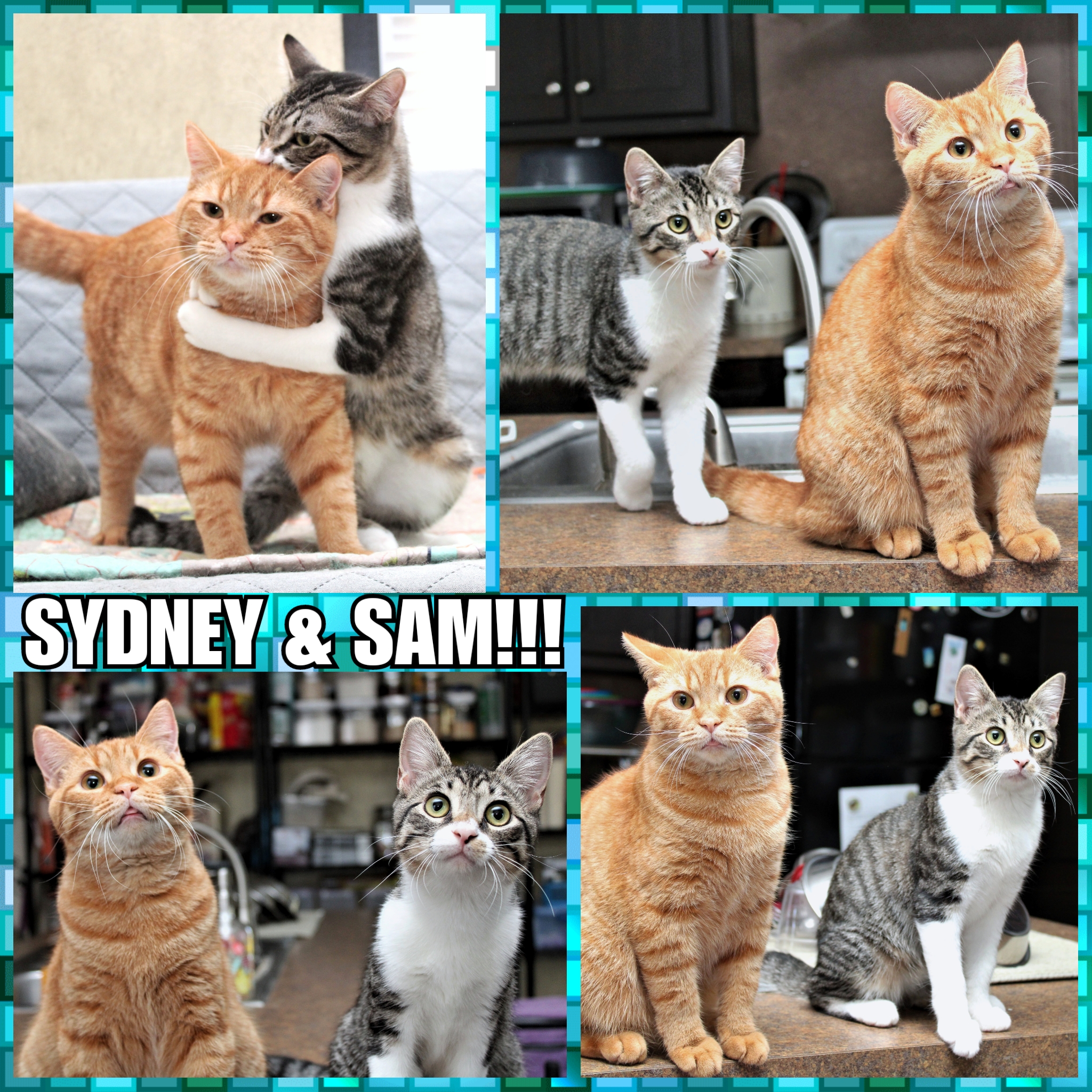 Read more about the article SYDNEY & SAM!!
