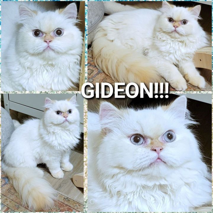 Read more about the article GIDEON!!