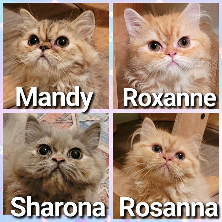 Read more about the article PERSIAN KITTEN!!
