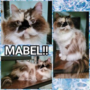 Read more about the article MABEL!!