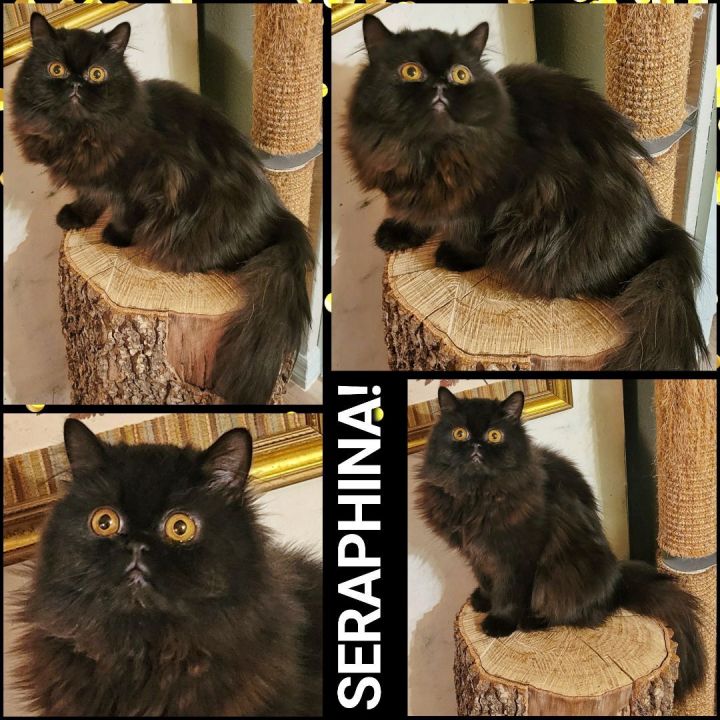 Read more about the article SERAPHINA!!