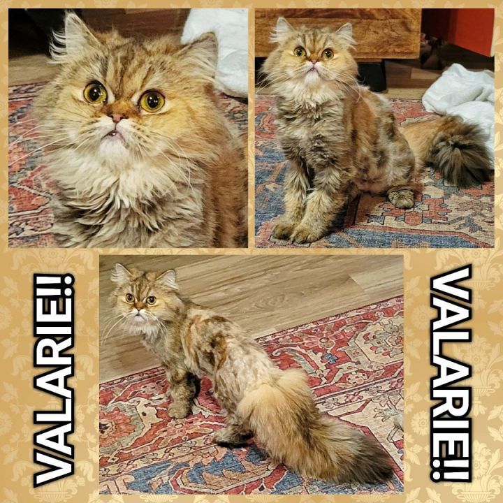 Read more about the article VALARIE!!