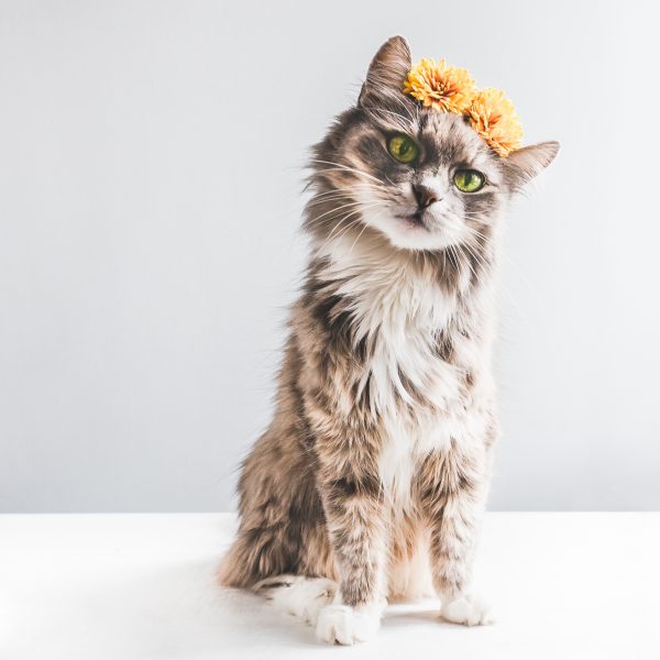 Charming, fluffy kitten with yellow flowers on a white background. Isolated, close-up