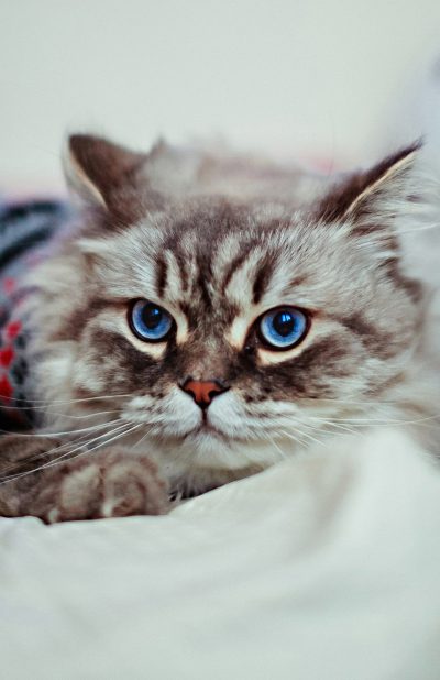 Grey cat in blue sweater lies on white blanket