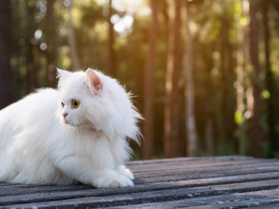 White persian cat on floor